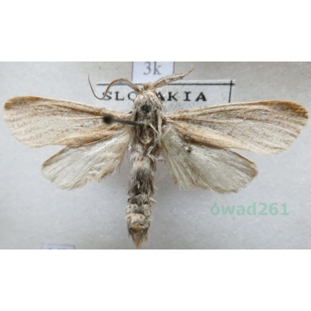 Phragmataecia castaneae (Hübner, 1790) Slovakia3k